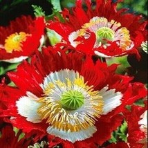 LWSTORE Poppy Danish Flag Red &amp; White Huge Flowers Nongmo 1000 Seeds USPS Shippi - £6.85 GBP