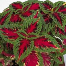 Coleus Seeds Rainbow Color Pride 50 Pelleted Seeds Fresh Garden - £12.56 GBP