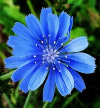 Bloomys 1000 Seeds Chicory Flower Seed Organic Natural Herbal Tea Coffee... - $10.38