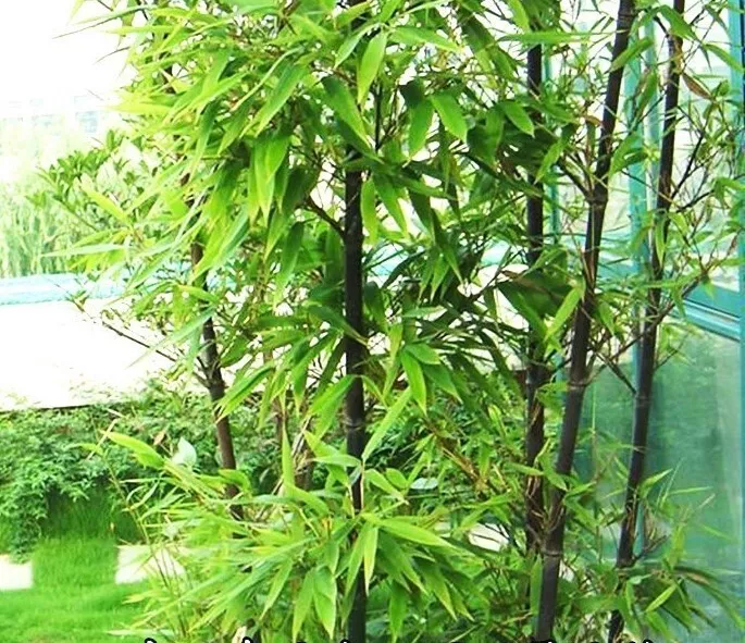 Black Bamboo 50 seeds Bamboo Bonsai Garden Home Decoration Cold Resistan... - £6.55 GBP
