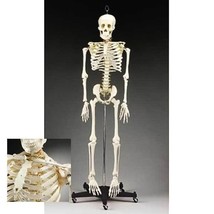 Anatomical Chart Company Budget Bucky Skeleton Stand - £42.20 GBP