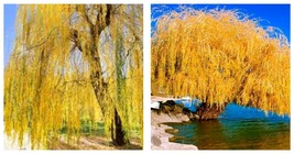 Yellow Willow Seeds Tree Weeping Flower Giant Flowers 10 Seeds - £26.72 GBP