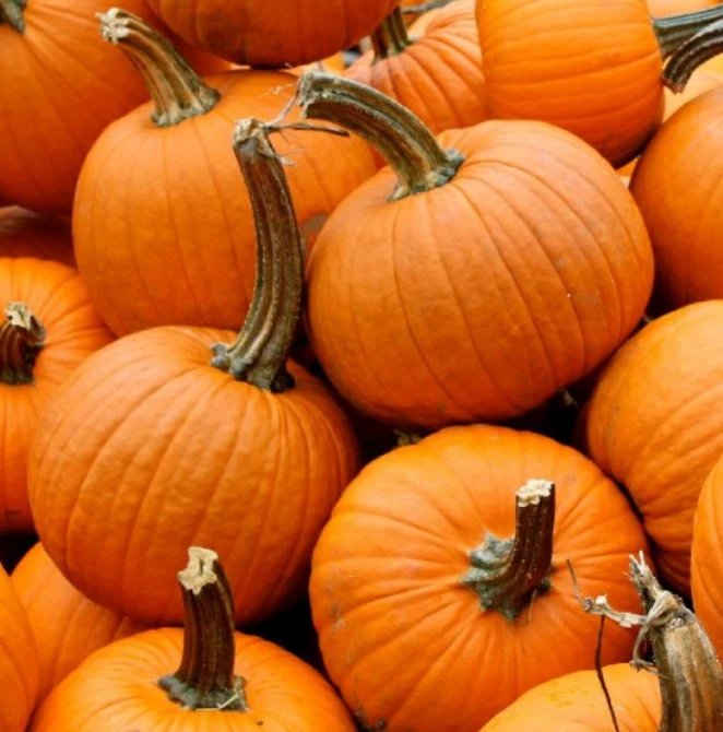 20 Seeds Pumpkin Small Sugar Heirloom Stringless, Canning &amp; Pies Non-GMO - $6.99
