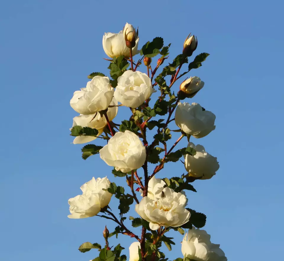 KingStore 30 Seeds White Rose Bush Rosa Rugosa Alba Rosehip Flower - $9.91