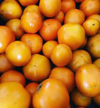 AD 50 Seeds David Davidsons Tomato Juicy Tomatoe Vegetable Edible Food H... - $18.19 CAD