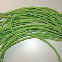 Oriental Green Yard Long Pole Beans Garden Seeds Asian Green Noodle Asparagus Fr - £12.02 GBP