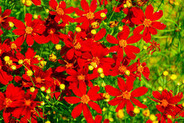 1000 Coreopsis Red Dwarf Coreopsis tinctoria Flower Seeds - £4.70 GBP