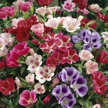 THJAR Godetia Clarkia fresh seed for 2024 - £4.01 GBP