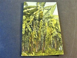 Banana Plantation, Honduras -Tarjeta Postal -1900s Unposted Postcard. RARE. - £28.81 GBP
