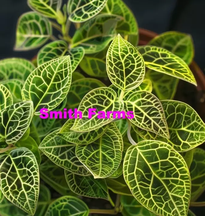 Best 50 of Macodes Jewel Orchid Flower House Plant