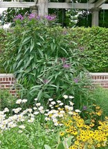 Garden Store 300 Seeds Common Smooth Ironweed Seeds Native Wildflower Heat Cold  - £6.78 GBP