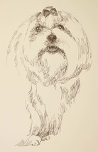 Maltese Dog Breed Art Print #58 Stephen Kline Signed Magic Drawing from ... - £39.05 GBP