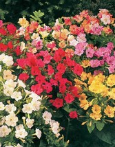 BPA 75 Seeds Mixed Four O Clock Aka Marvel Of Peru Mirabilis Jalapa FlowerFrom U - £7.39 GBP