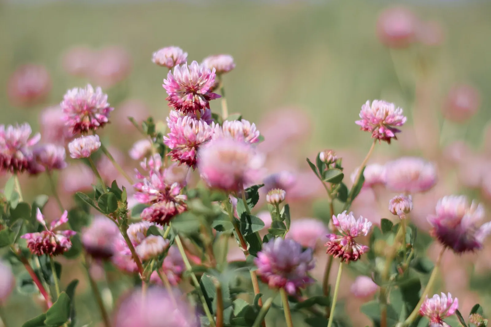 3500 Alsike Pink Clover Herb Flower Easy, Bulk USA Seller - $8.49