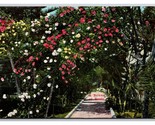 Walkway Through A Garden of Roses California CA UNP DB Postcard Z4 - $3.91