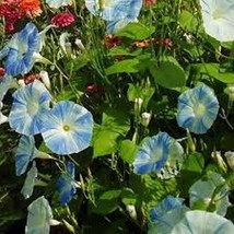 Grow In US 15 Seeds  Morning Glory Flying Saucer 15 Seeds  - £6.78 GBP
