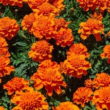 Pot Marigold Seeds Organic Calendula Officinalis Seeds Yellow Outdoor Fl... - $204.68 MXN