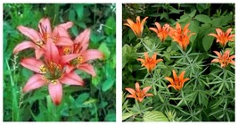20 Seeds Lilium philadelphicum | Philadelphia, Prairie or Wood Lily | Gardening - £15.97 GBP