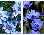 100 Seeds Daisy THE BLUES Felicia Heterophylla Blue New Season 2024 - $24.93