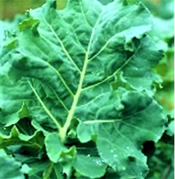 Premier Kale Early Hanover Seeds 200+ Seeds Non Gmo Fresh Garden - £3.17 GBP
