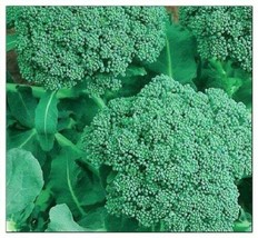 500 Broccoli Seeds | NON-GMO | Fresh Garden Seeds - £10.87 GBP