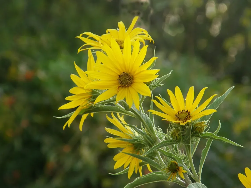 Maximilian Prairie Sunflower 200 Seeds - $14.00