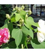 Hibiscus Mutabilis Double Cotton Rose 100 Seeds Usa Fast Shipping - £18.09 GBP