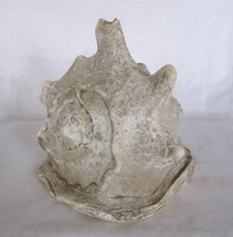 Antique / Vintage Large Bullmouth Helmet Seashell SPECIMEN-LUSTROUS Nacre Lining - £14.98 GBP