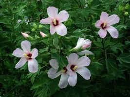 Hibiscus Grandiflorus Swamp Rose Mallow Fresh Seeds - £14.82 GBP
