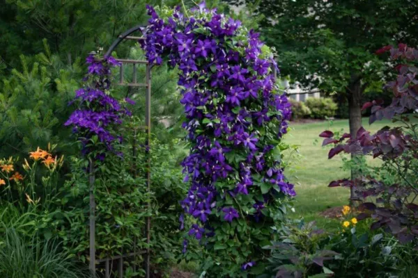 Purple Clematis Seeds For Planting (50 Seeds) Clematis Occidentalis Var.... - £26.67 GBP