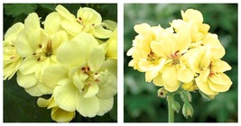 30 Seeds Geranium Custard Cream Yellow Flower Garden - £15.17 GBP
