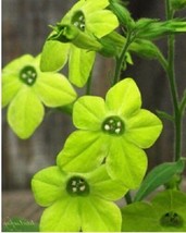 TH 50 + Verde Nicotiana Aromático Semillas de Flor/Reseeding Anual / Aromático - £12.50 GBP