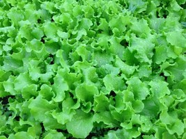 AD Grand Rapids Lettuce Seeds 1000 Healthy Leafy Greens Salad Home Garden - $13.26