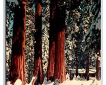 Giant Forest Village Winter Sequoia National Park CA UNP Chrome Postcard Z4 - $2.96
