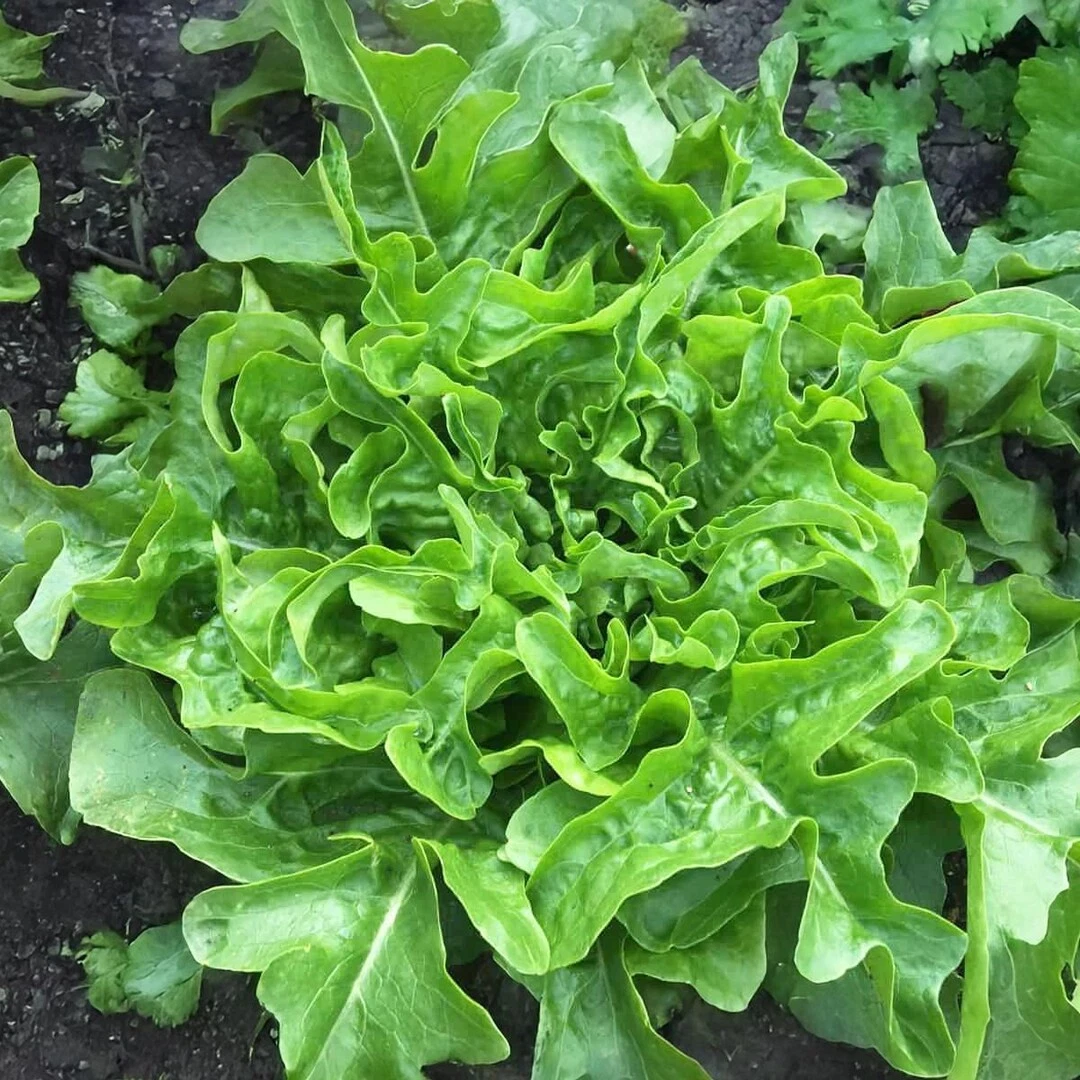 1000+ Lettuce Seeds --- Leaf -- Sandy AAS ------ 2015 AAS National Winner - $8.23