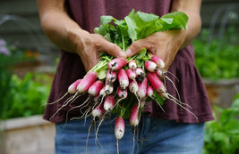 VC French Breakfast Radish 100 Seeds Easy Grow - $10.87