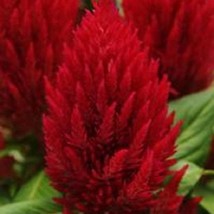 USA SELLER Celosia Seeds First Flame Red 50 Pelleted Seeds - £15.33 GBP