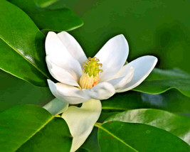 New Fresh Seeds 12 Plena Sweet Bay Magnolia Seeds Magnolia Virginiana Plena - £9.58 GBP