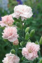 100 Carnation La France Seeds Beautiful Garden Usa Fast Shipping - £6.89 GBP