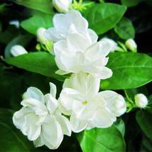 10 Seeds, Arabian Jasmine Pure White SH112031C - £11.83 GBP