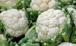 Cauliflower Seed, Snowball Y, Heirloom, Organic, Non Gmo, 100 Seeds, Califlower - £3.17 GBP