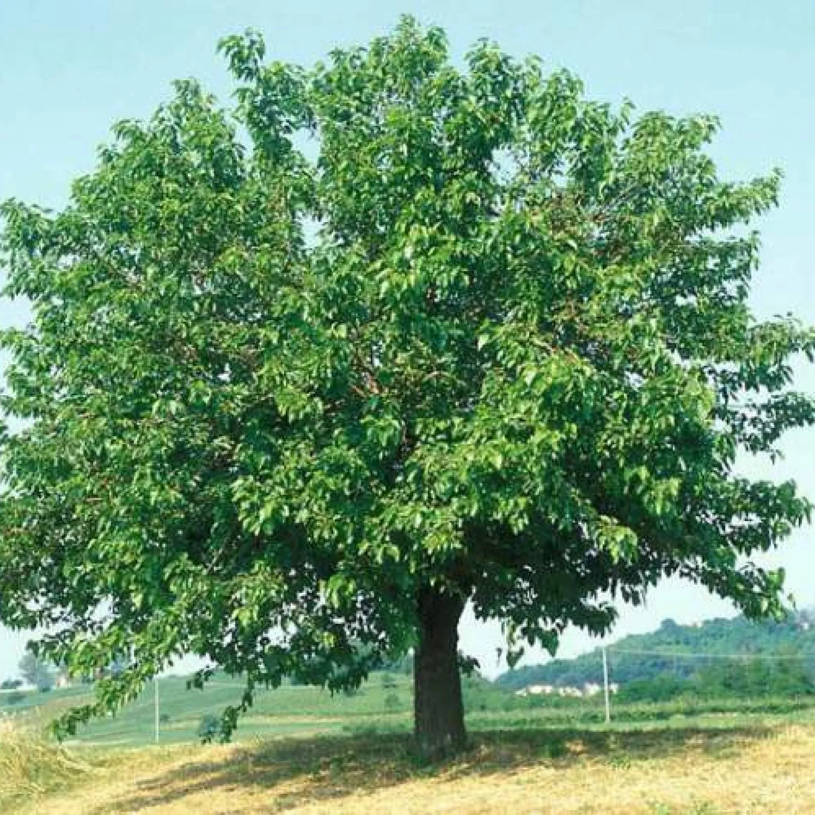 WHITE MULBERRY Morus Alba - 100+ SEEDS - €13,25 EUR