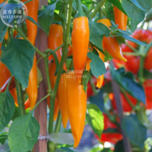 SEED Chilli Bulgarian Carrot Hot Pepper Seeds - $3.99