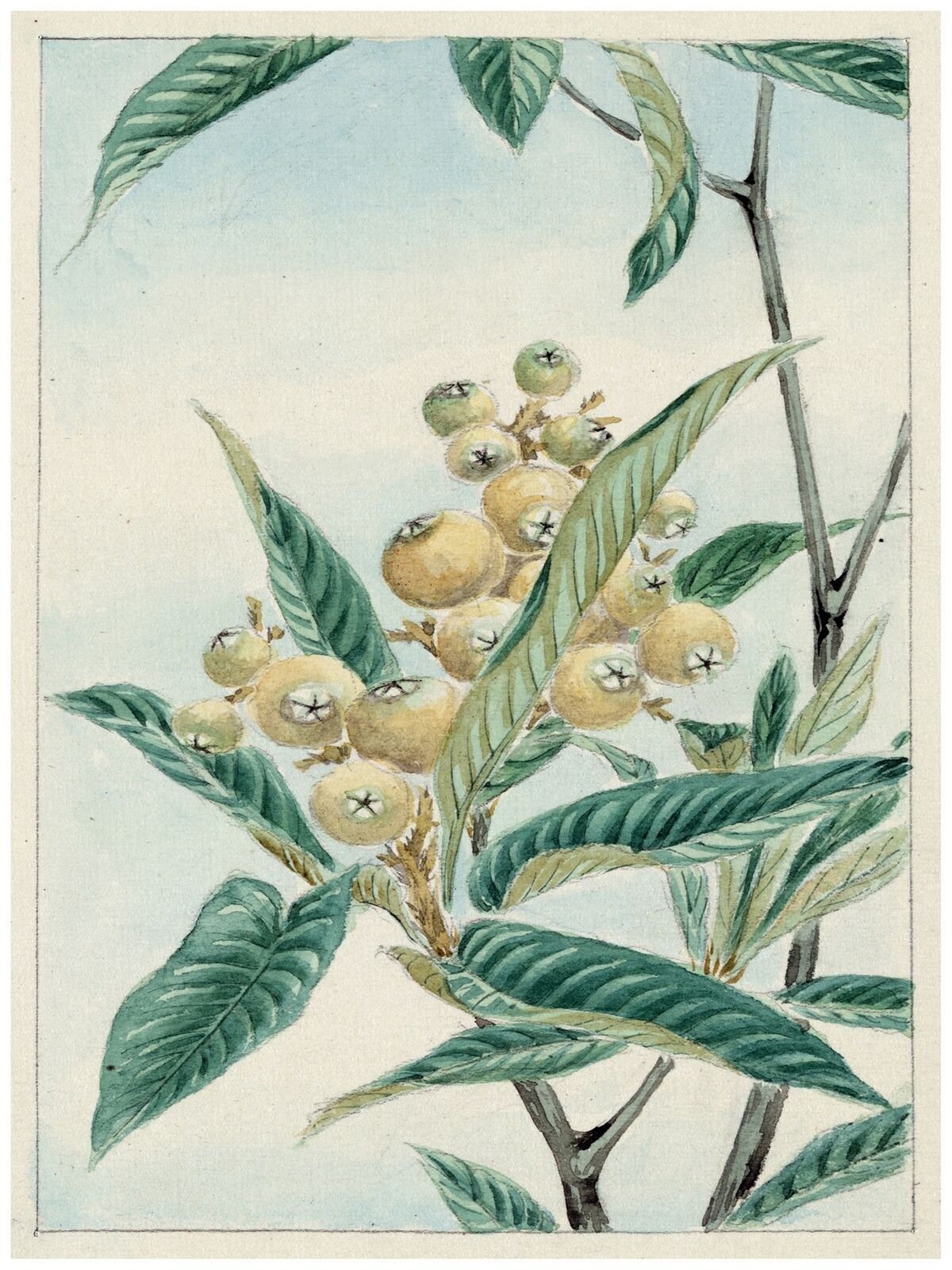 7801.Decoration Poster.Home Room wall interior art design.Japanese plant decor