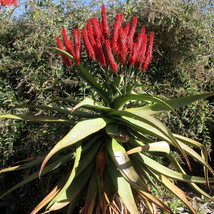 10 seeds Aloe excelsa Succulents Garden Plants - £18.72 GBP