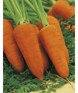 VT 3,000 Chantenay Red Cored Carrot Seeds Nongmo Heirloom Seeds Can Or F... - $203.10 MXN