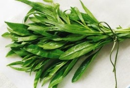 MBK 200 Tarragon Seeds Bulk Seeds - $9.06