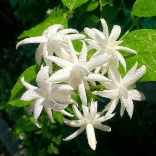 BELLE Of INDIA JASMINE~~Jasminum Sambac Double~Starter Plant~ Intensely Fragrant - $42.00