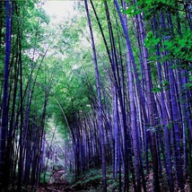 50 Seeds Bamboo Rare Purple Ideal Ornamental DIY Home Garden Plant Very Fresh - $30.00