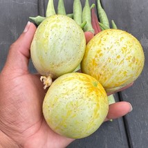 Lemon Cucumber Seeds Gardening Fresh Usa Shipping - £7.33 GBP